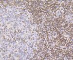 UNC84B Antibody in Immunohistochemistry (Paraffin) (IHC (P))