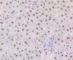 RXRA Antibody in Immunohistochemistry (Paraffin) (IHC (P))