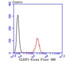 CLASP1 Antibody in Flow Cytometry (Flow)