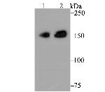 CLASP1 Antibody in Western Blot (WB)