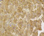 Kininogen 1 Antibody in Immunohistochemistry (Paraffin) (IHC (P))