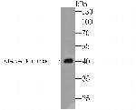 Kininogen 1 Antibody in Western Blot (WB)