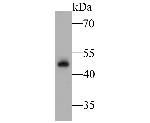 A33 Antibody in Western Blot (WB)