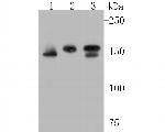 WAPL Antibody in Western Blot (WB)