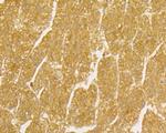 TNFRSF11B Antibody in Immunohistochemistry (Paraffin) (IHC (P))