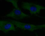 Dynamin 1 Antibody in Immunocytochemistry (ICC/IF)