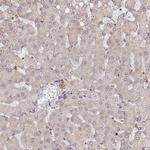 Citrate Synthase Antibody in Immunohistochemistry (Paraffin) (IHC (P))