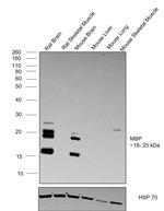 MBP Antibody