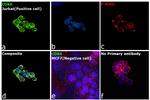 CDK6 Antibody in Immunocytochemistry (ICC/IF)