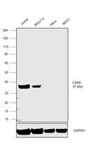 CDK6 Antibody in Western Blot (WB)