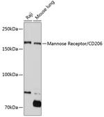 CD206 Antibody in Western Blot (WB)