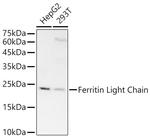 Ferritin Light Chain Antibody in Western Blot (WB)