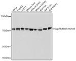 HSPA9 Antibody in Western Blot (WB)