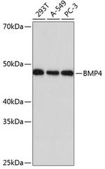 BMP4 Antibody in Western Blot (WB)