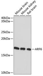 ARF6 Antibody in Western Blot (WB)