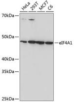 eIF4A1 Antibody in Western Blot (WB)