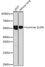 LUM Antibody in Western Blot (WB)