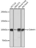 Catenin alpha-1 Antibody in Western Blot (WB)