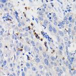 CD11b Antibody in Immunohistochemistry (Paraffin) (IHC (P))