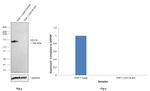 CD11b Antibody in Western Blot (WB)