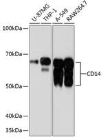 CD14 Antibody in Western Blot (WB)