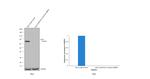 Ezrin Antibody in Western Blot (WB)