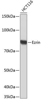 Ezrin Antibody in Western Blot (WB)