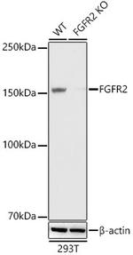 FGFR2 Antibody in Western Blot (WB)