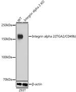 ITGA2 Antibody in Western Blot (WB)
