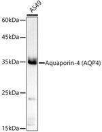 MyD88 Antibody in Western Blot (WB)