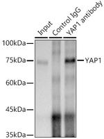 YAP1 Antibody in Immunoprecipitation (IP)