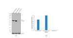 YAP1 Antibody in Western Blot (WB)