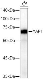 YAP1 Antibody in Western Blot (WB)