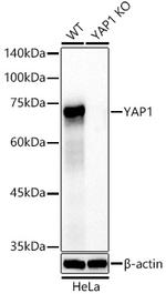 YAP1 Antibody in Western Blot (WB)