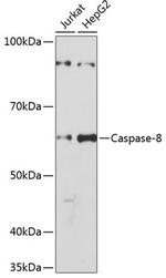 Caspase 8 Antibody in Western Blot (WB)