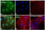 Caspase 6 Antibody