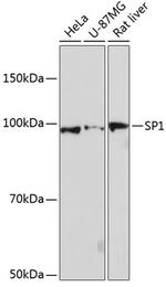 SP1 Antibody in Western Blot (WB)