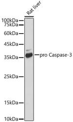 Active/Pro-Caspase 3 Antibody in Western Blot (WB)