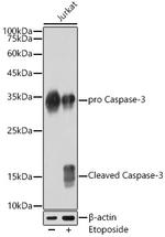 Active/Pro-Caspase 3 Antibody in Western Blot (WB)