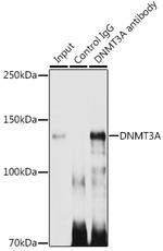 DNMT3A Antibody in Immunoprecipitation (IP)