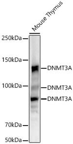 DNMT3A Antibody in Western Blot (WB)