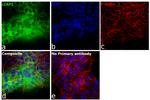 cIAP1 Antibody in Immunocytochemistry (ICC/IF)