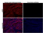 cIAP1 Antibody in Immunohistochemistry (Paraffin) (IHC (P))