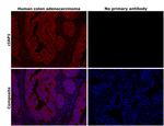 cIAP1 Antibody in Immunohistochemistry (Paraffin) (IHC (P))