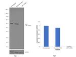 cIAP1 Antibody