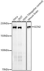 GCN2 Antibody in Western Blot (WB)