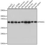 PSMA1 Antibody in Western Blot (WB)