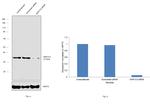 AKR1C3 Antibody in Western Blot (WB)