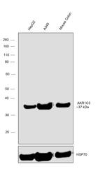 AKR1C3 Antibody in Western Blot (WB)