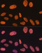 SAM68 Antibody in Immunocytochemistry (ICC/IF)